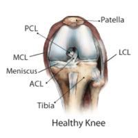 Knee Anatomy, Rockville, Maryland