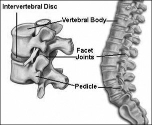 Spine Anatomy, Rockville, Maryland